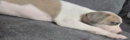 Whippet dogs for sale: The most precious! Kc wippets 🐶 boys & girls   - Advert 11