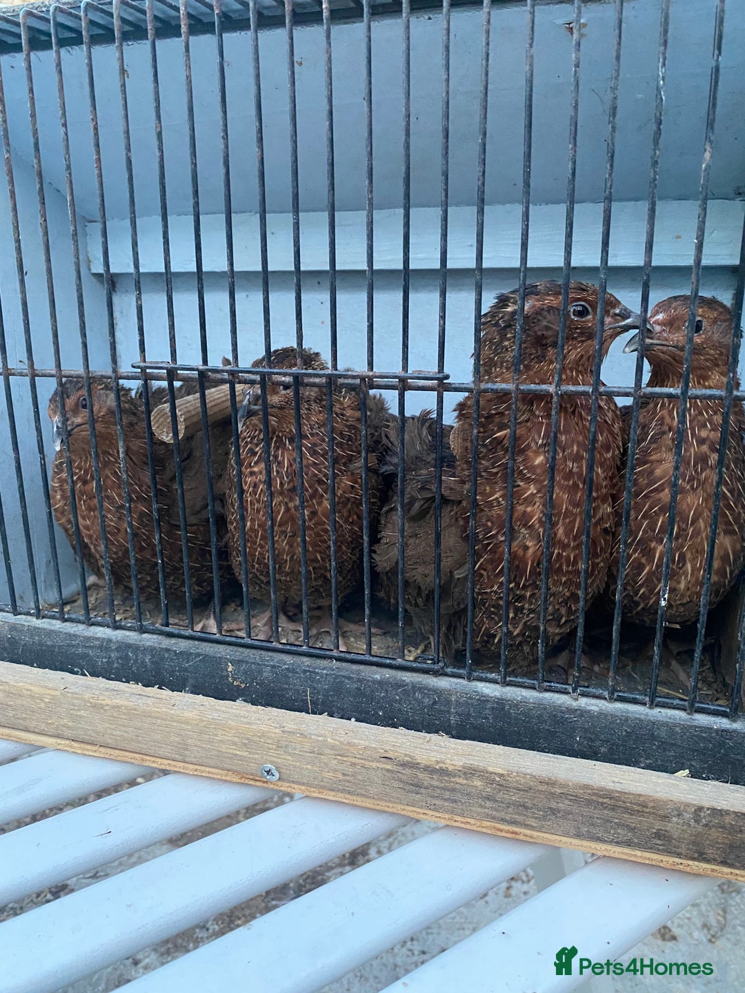 Chickens poultry for sale: Beautiful cock, Pigeon,Quail,H-egg,priceseparate  in Barking - Image 5