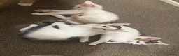 Mixed Breed cats for sale: Gorgeous Kittens Looking for Forever Homes 🐾 - Advert 4