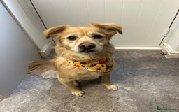 Mixed Breed dogs for sale: Cleo- Mixed Breed - Image 1