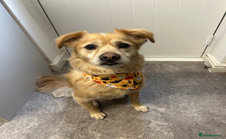 Mixed Breed dogs - Advert 4
