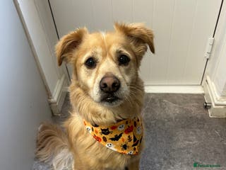 Mixed Breed dogs Cleo- Mixed Breed - Advert 2