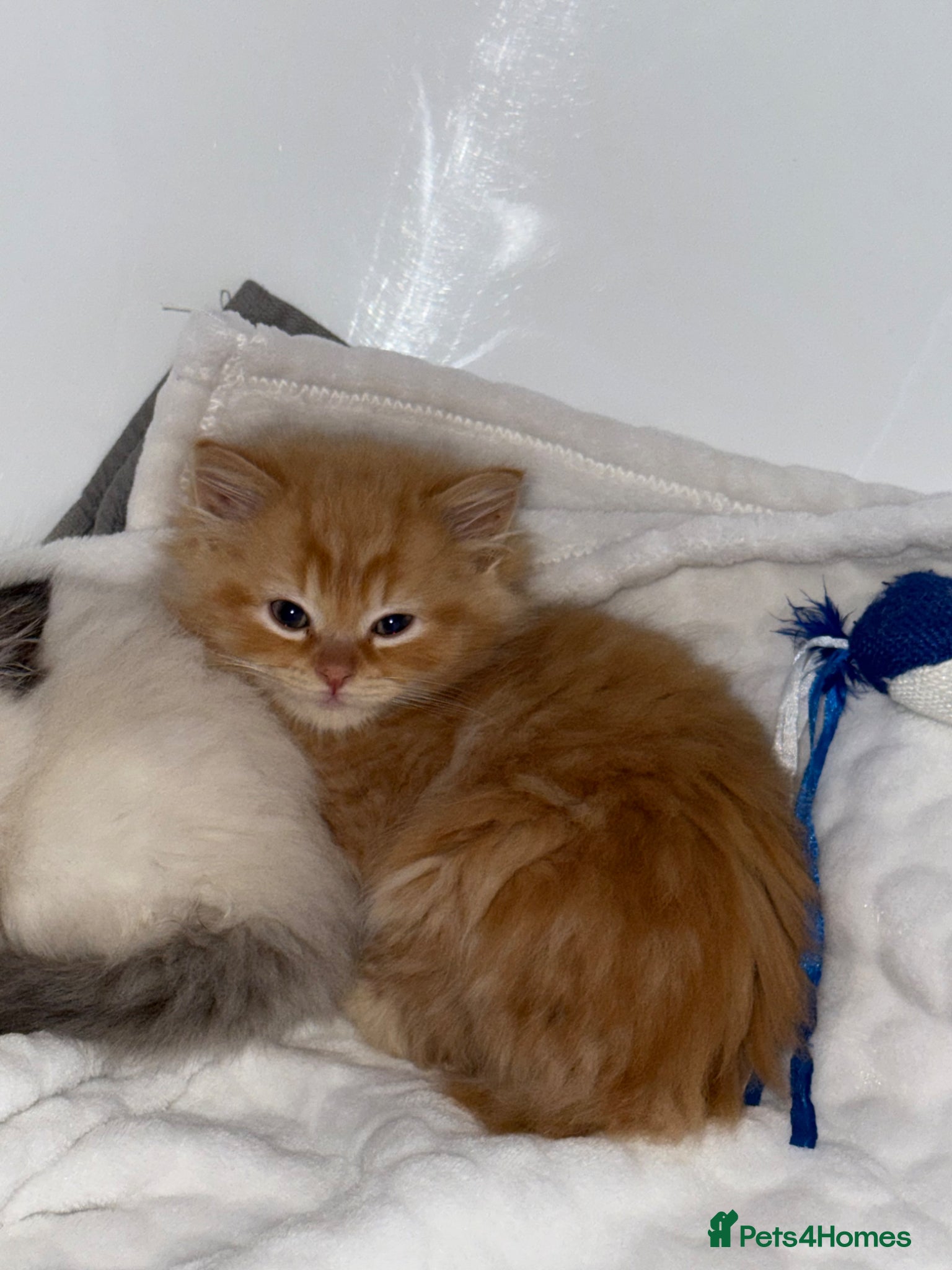 Mixed Breed cats 2 Beautiful Ragdoll Kittens for Sale – Ready 🐾 - Advert 1