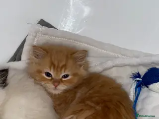 Mixed Breed cats 2 Beautiful Ragdoll Kittens for Sale – Ready 🐾 - Advert 3