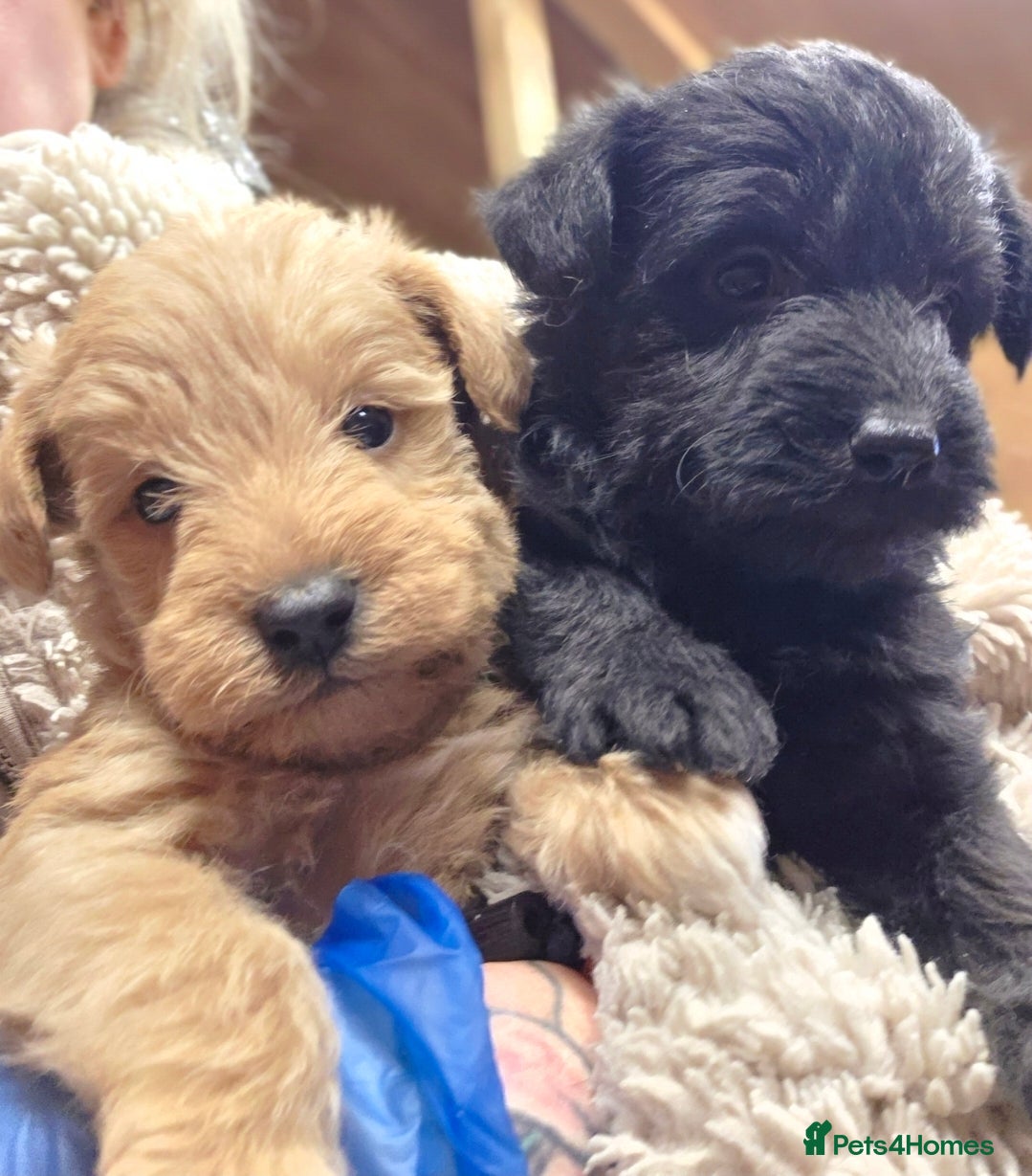 Schnoodle dogs Schnoodle puppies - Advert 1