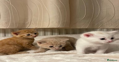 Mixed Breed cats Three sweet and playful kittens looking a new home - Advert 8