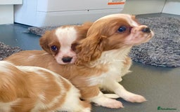 Cavalier King Charles Spaniel dogs for sale: Beautiful litter of King Charles Cavaliers - Image 20