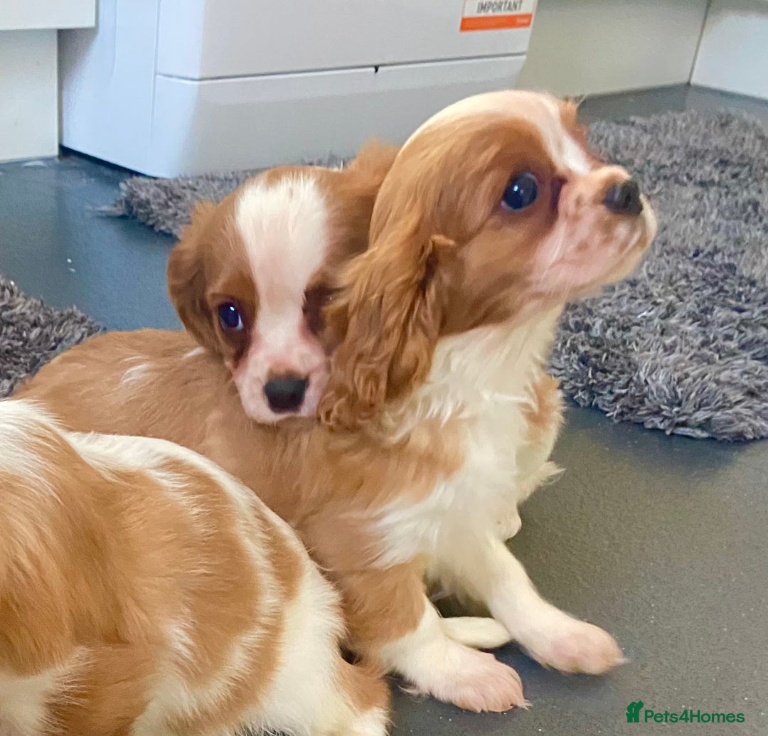 Cavalier King Charles Spaniel dogs for sale: Beautiful litter of King Charles Cavaliers - Image 20