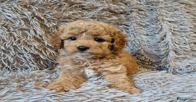 Cavapoo dogs in Southport - Advert 14
