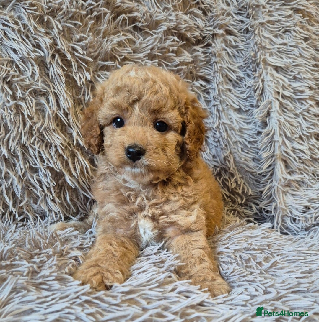 Cavapoo dogs for sale: 1 GIRL LEFT! 😍 BEAUTIFUL F1B CAVAPOO PUPS  in Southport - Image 2