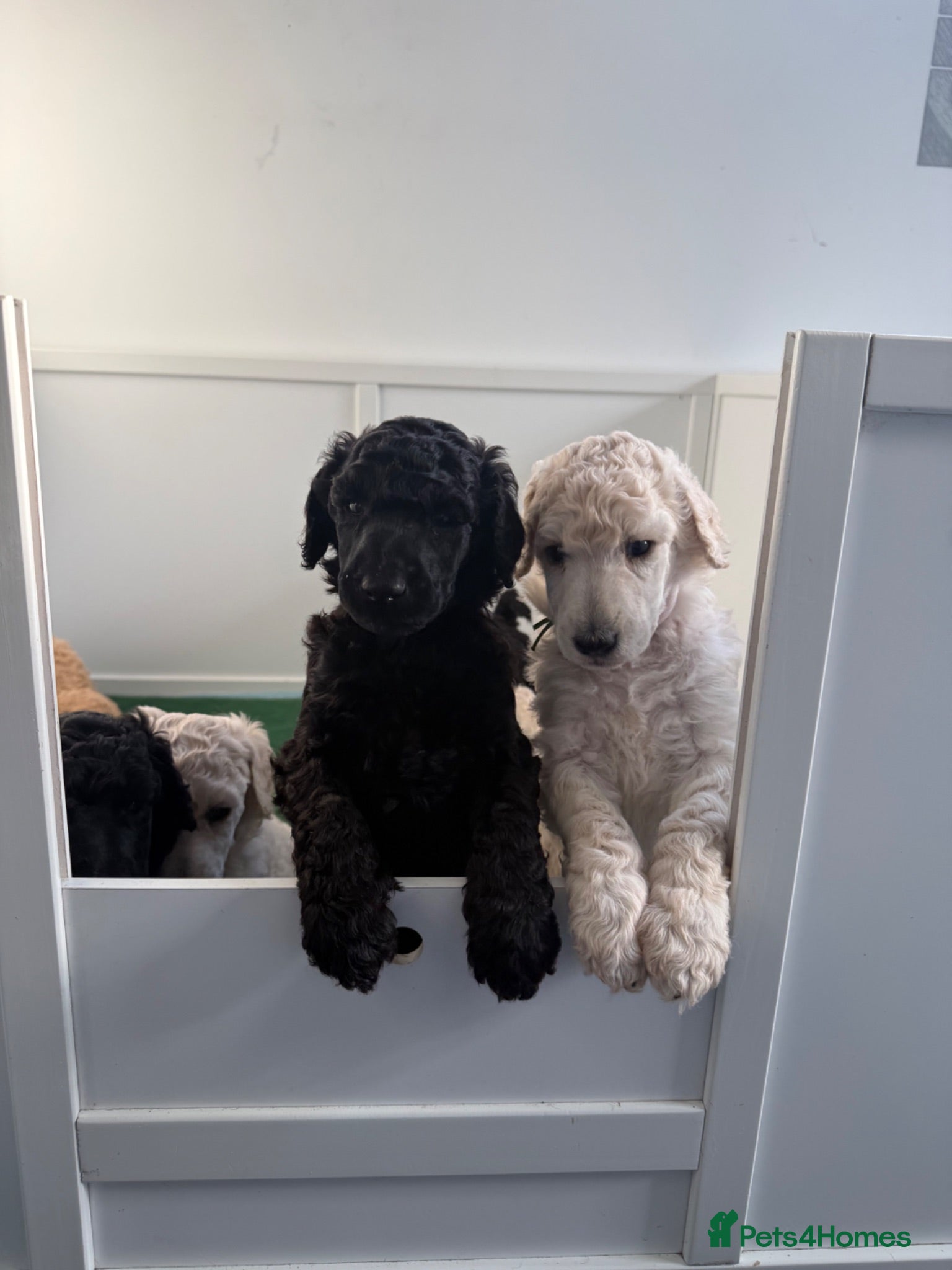 Standard Poodle dogs KC Registered Show Quality Standard Poodle Puppies - Advert 1