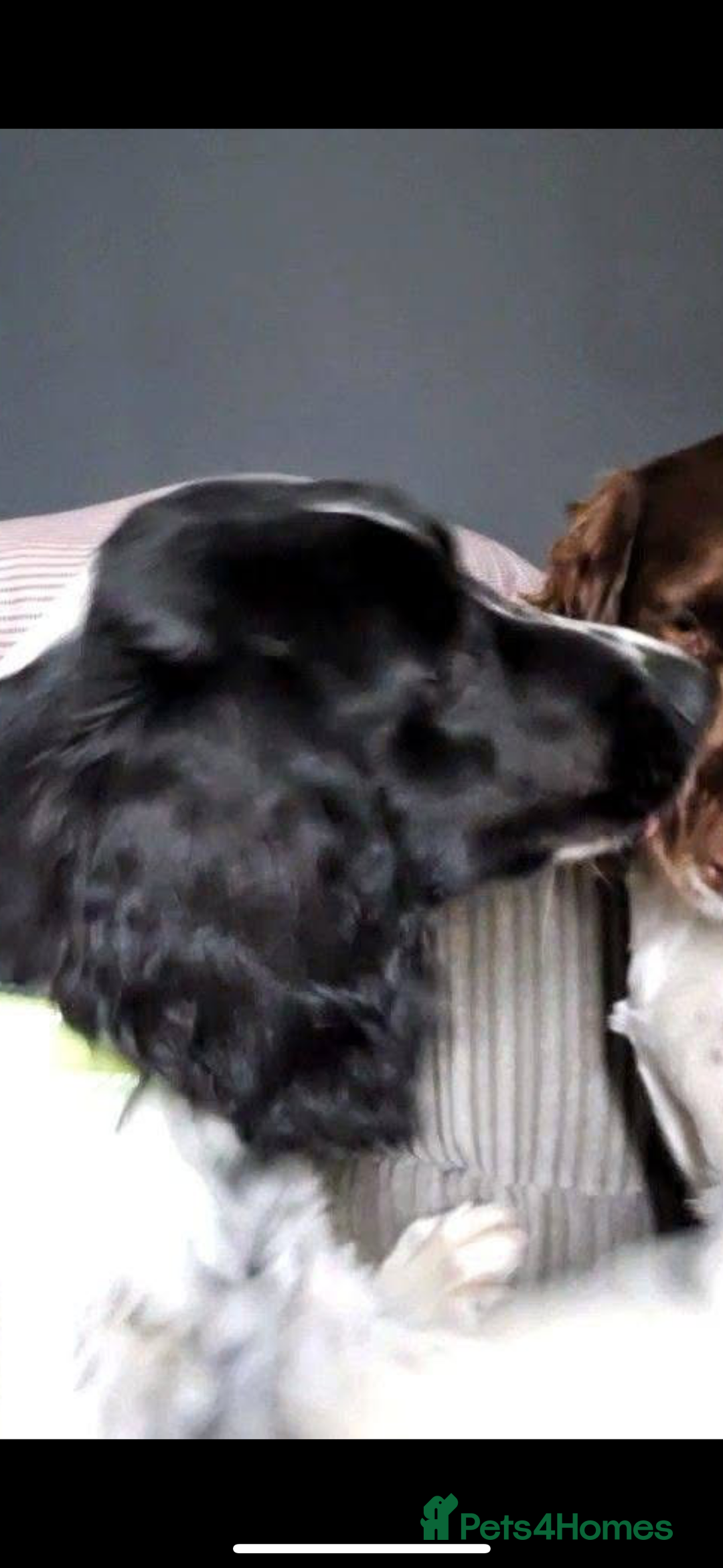 Sprocker dogs for sale: Spoker  - Image 9