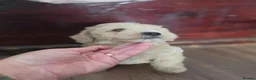 Mixed Breed dogs for sale: Cockerpoo/schnauzer - Advert 10