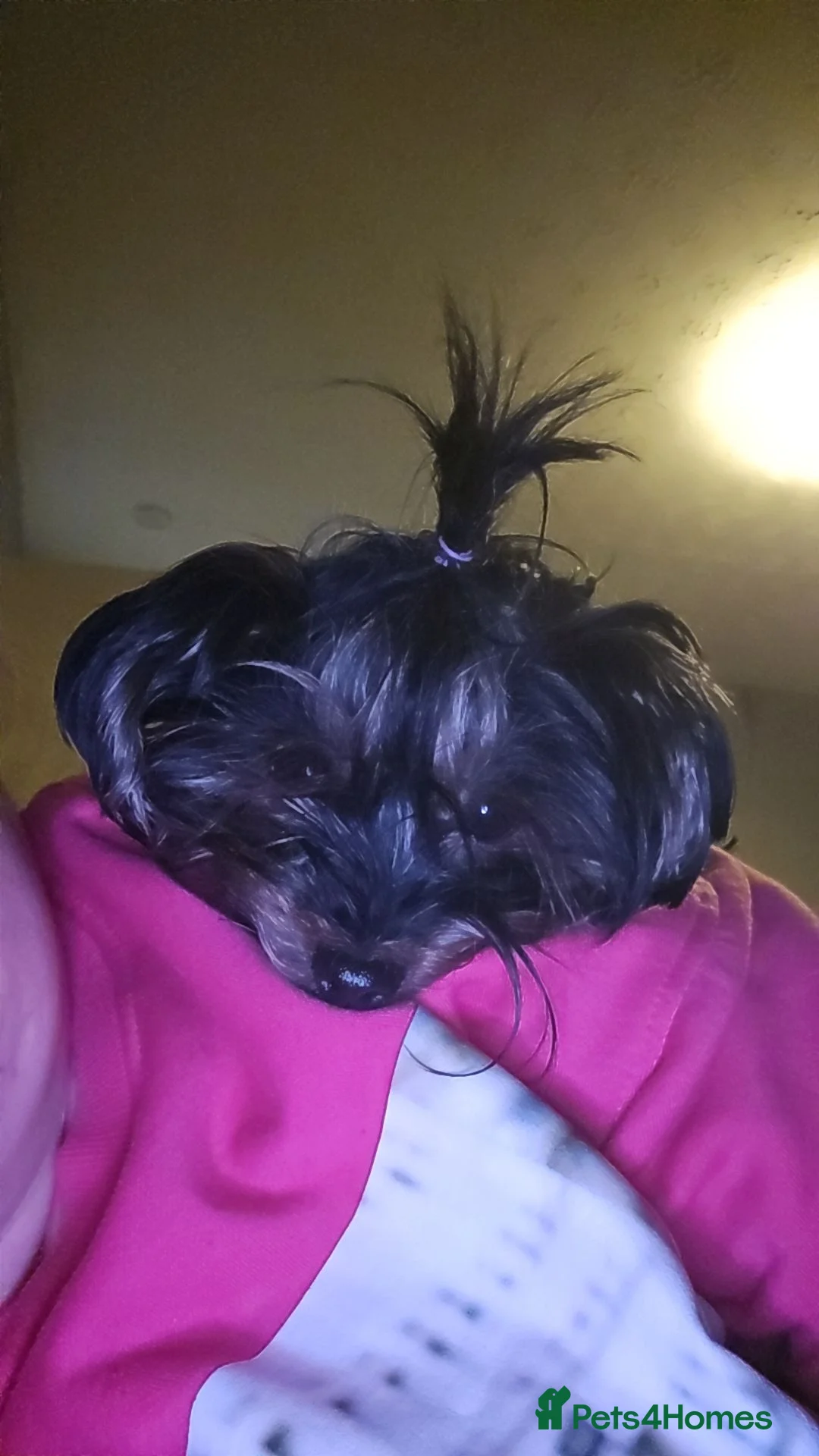 Yorkshire Terrier dogs for stud: Looking for stud in Falkirk - Advert 2