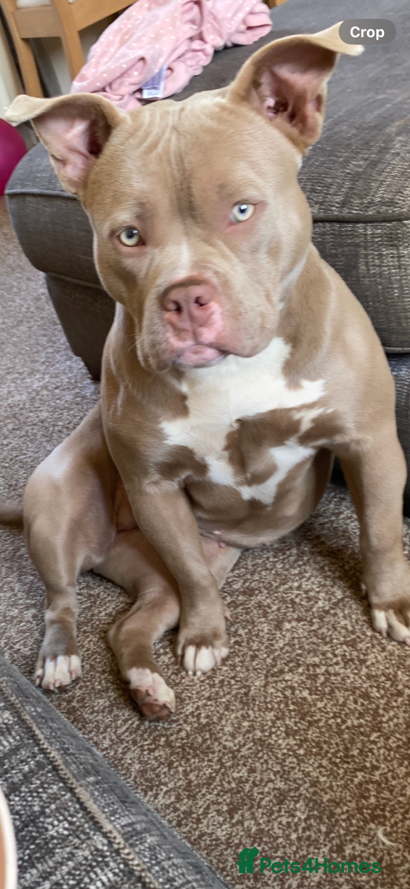 American Bully dogs Beautiful 15month old female pocket bully - Advert 11