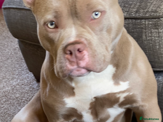 American Bully dogs Beautiful 15month old female pocket bully - Advert 4