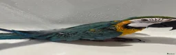 Macaws birds for sale: Parrot in Alloa - Advert 3