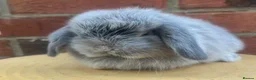 Mini Lop rabbits for sale: Pure bred baby pedigreed mini lops  - Advert 8