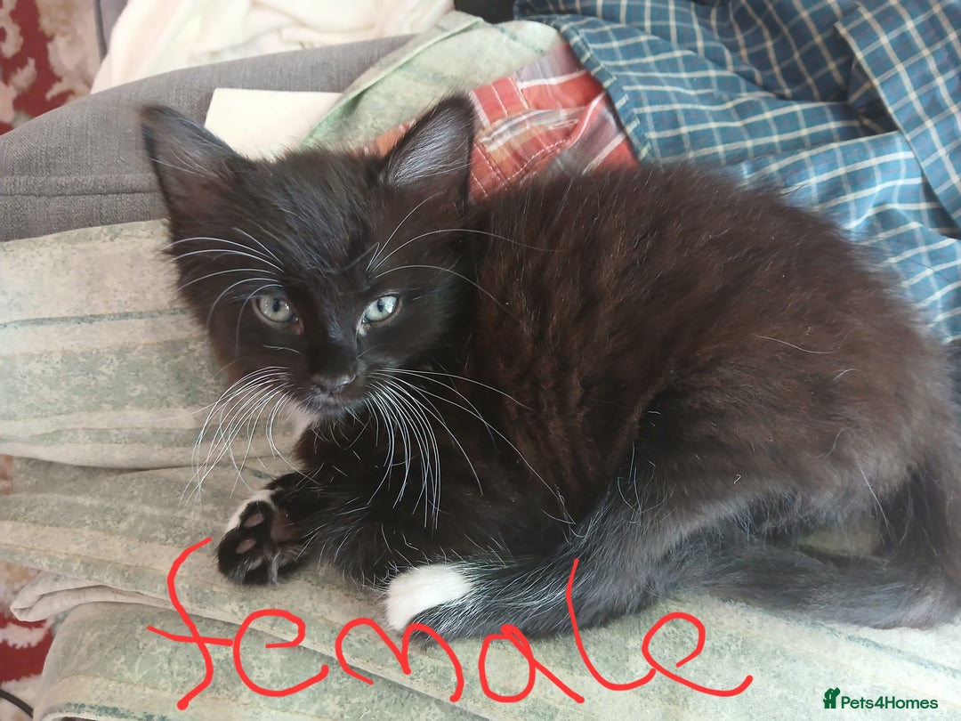 Mixed Breed cats for sale: 5 cats for sale (emergency sale) - Image 5