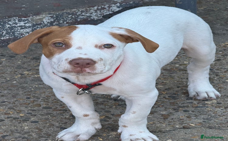 Mixed Breed dogs - Advert 5