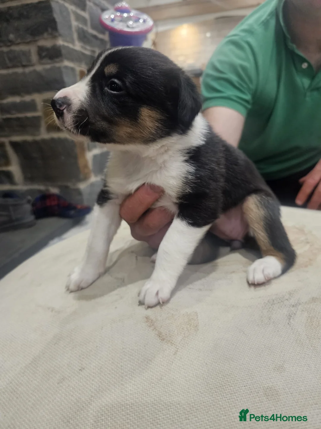 Mixed Breed dogs for sale: Huntaway x Collie X New Zealand Collie - Advert 4