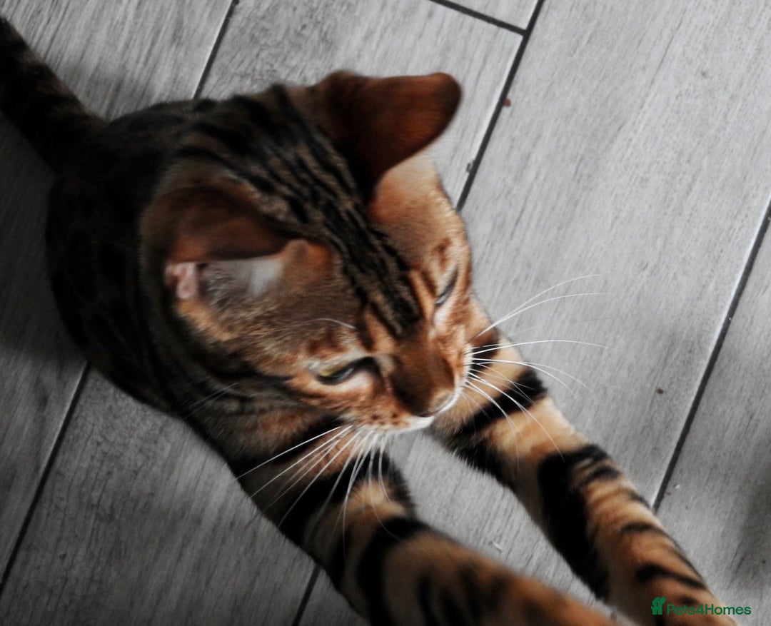 Bengal cats for sale: Stunning Female Bengal For Rehoming - Image 9
