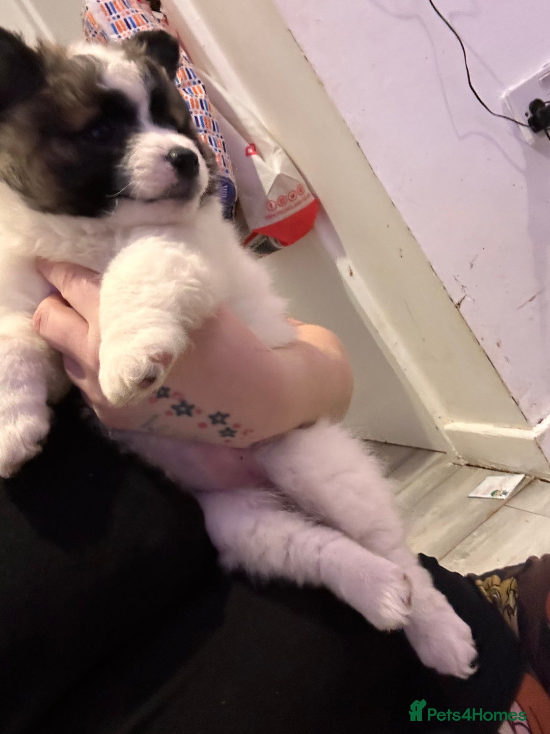 Mixed Breed dogs for sale: German spitz cross - Advert 11