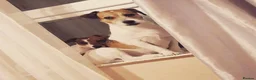 Jack Russell dogs for sale: One beautiful Jack Russel puppy - Advert 12
