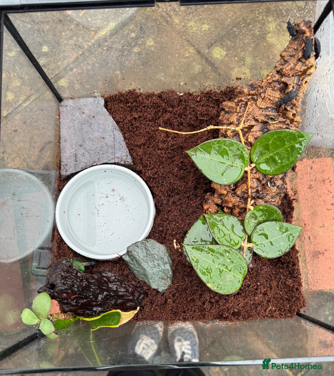 Frog reptiles for sale: Pacman frog - yellow and orange male 1 year old  - Advert 4