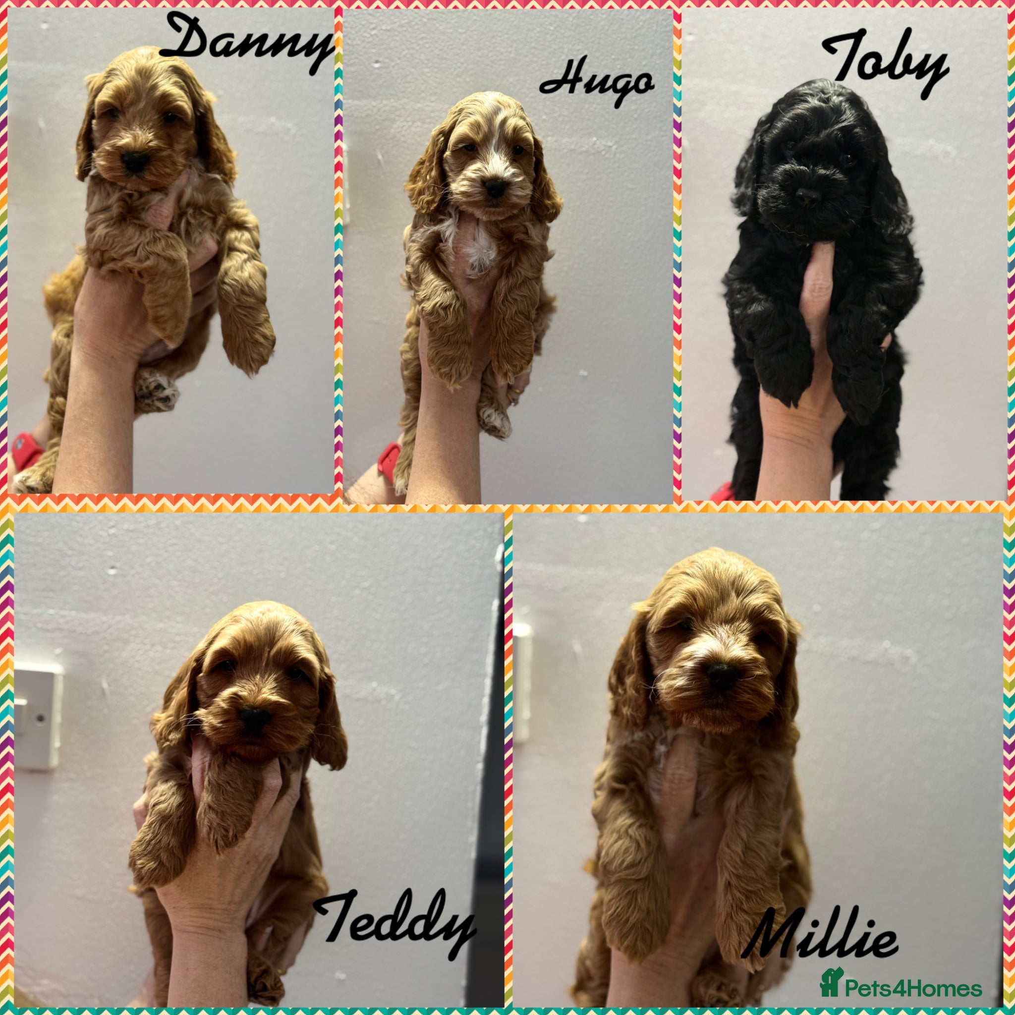 Cockapoo dogs Beautiful F1 cockapoo puppies - Advert 3
