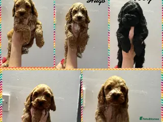 Cockapoo dogs Beautiful F1 cockapoo puppies - Advert 3