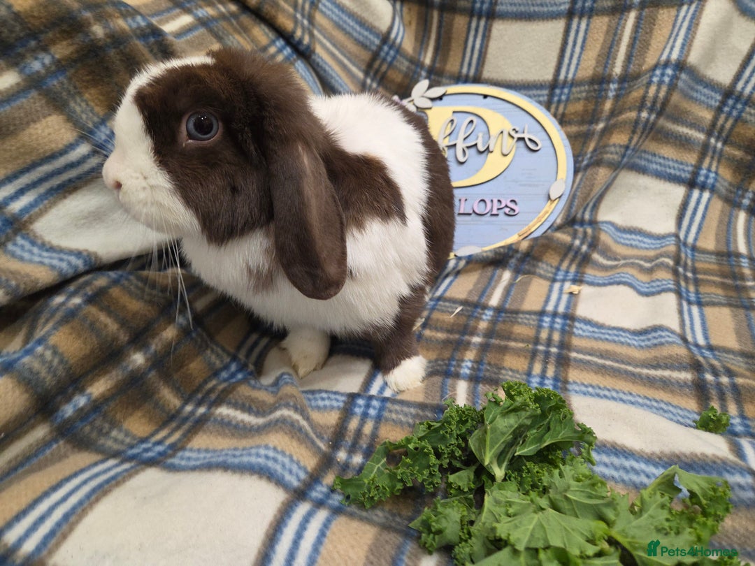 Mini Lop rabbits for sale: Mini lop bunnies - Advert 3