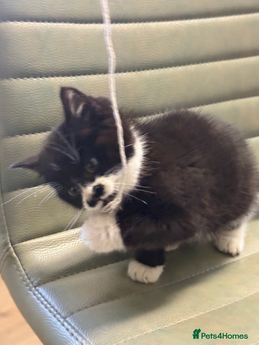 Mixed Breed cats for sale: One little girl ready to leave now - Advert 4