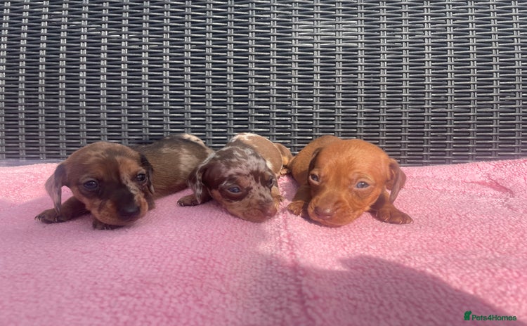 Miniature Dachshund dogs - Advert 13