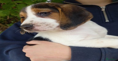 Beagle dogs - Advert 4