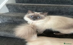 Ragdoll cats for sale: Ragdoll cats - Image 2