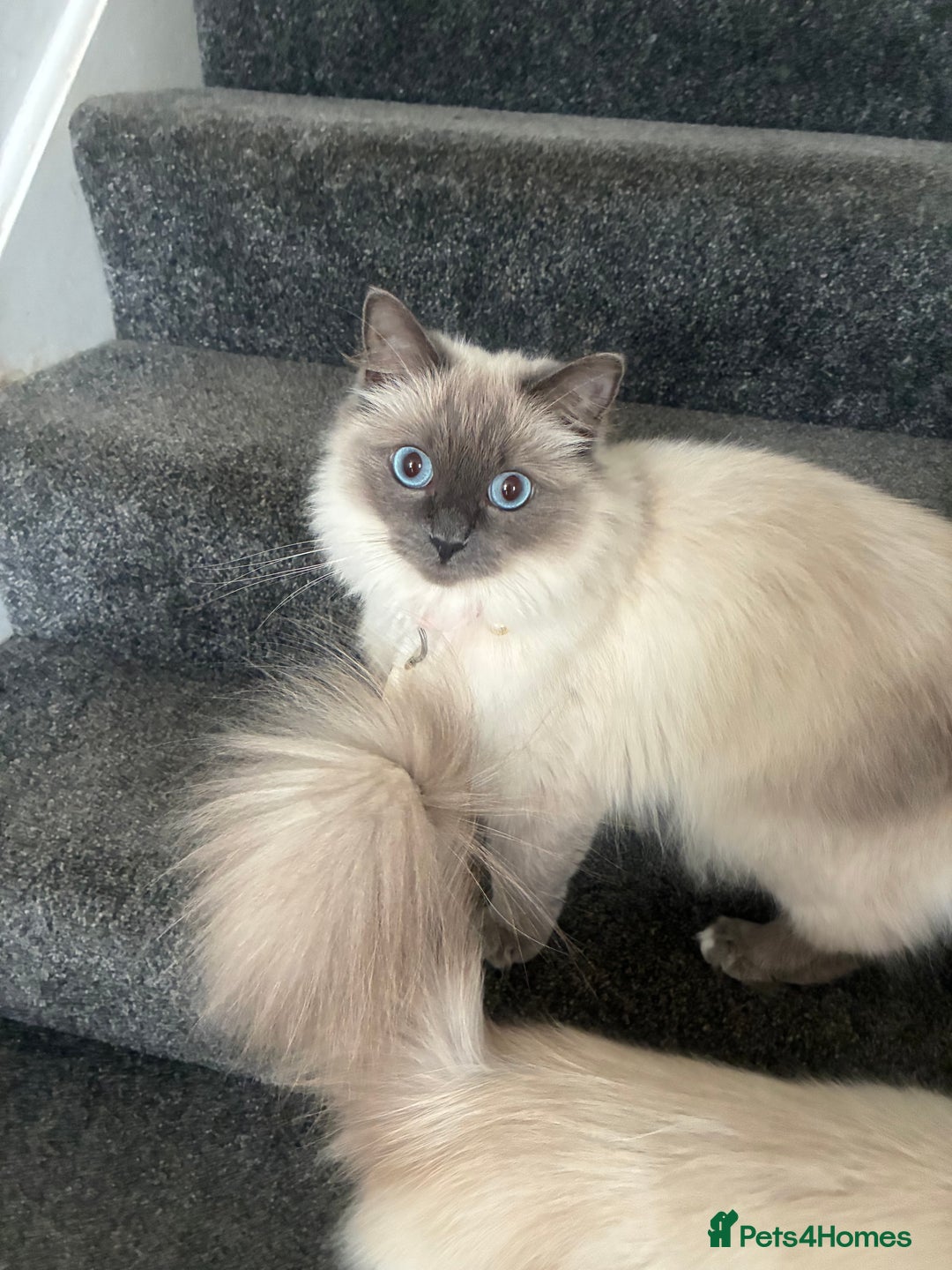 Ragdoll cats for sale: Ragdoll cats - Image 2