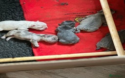 French Bulldog dogs for sale: 5 Beautiful French Bulldog Puppies  - Image 2