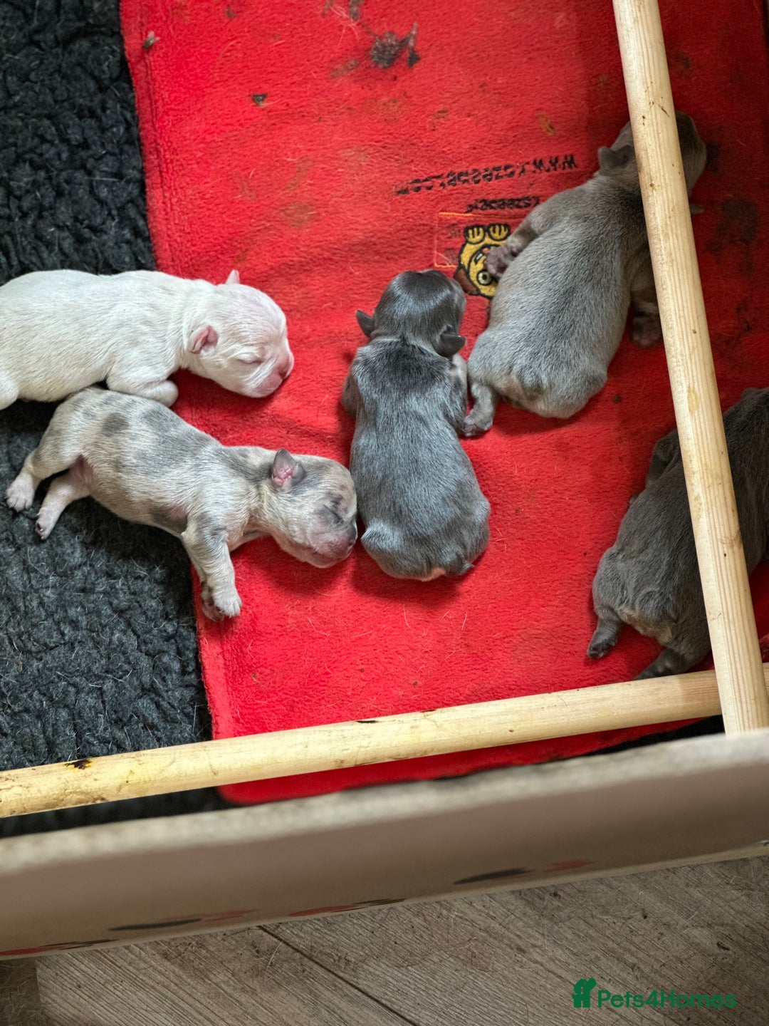 French Bulldog dogs for sale: 5 Beautiful French Bulldog Puppies  - Image 2