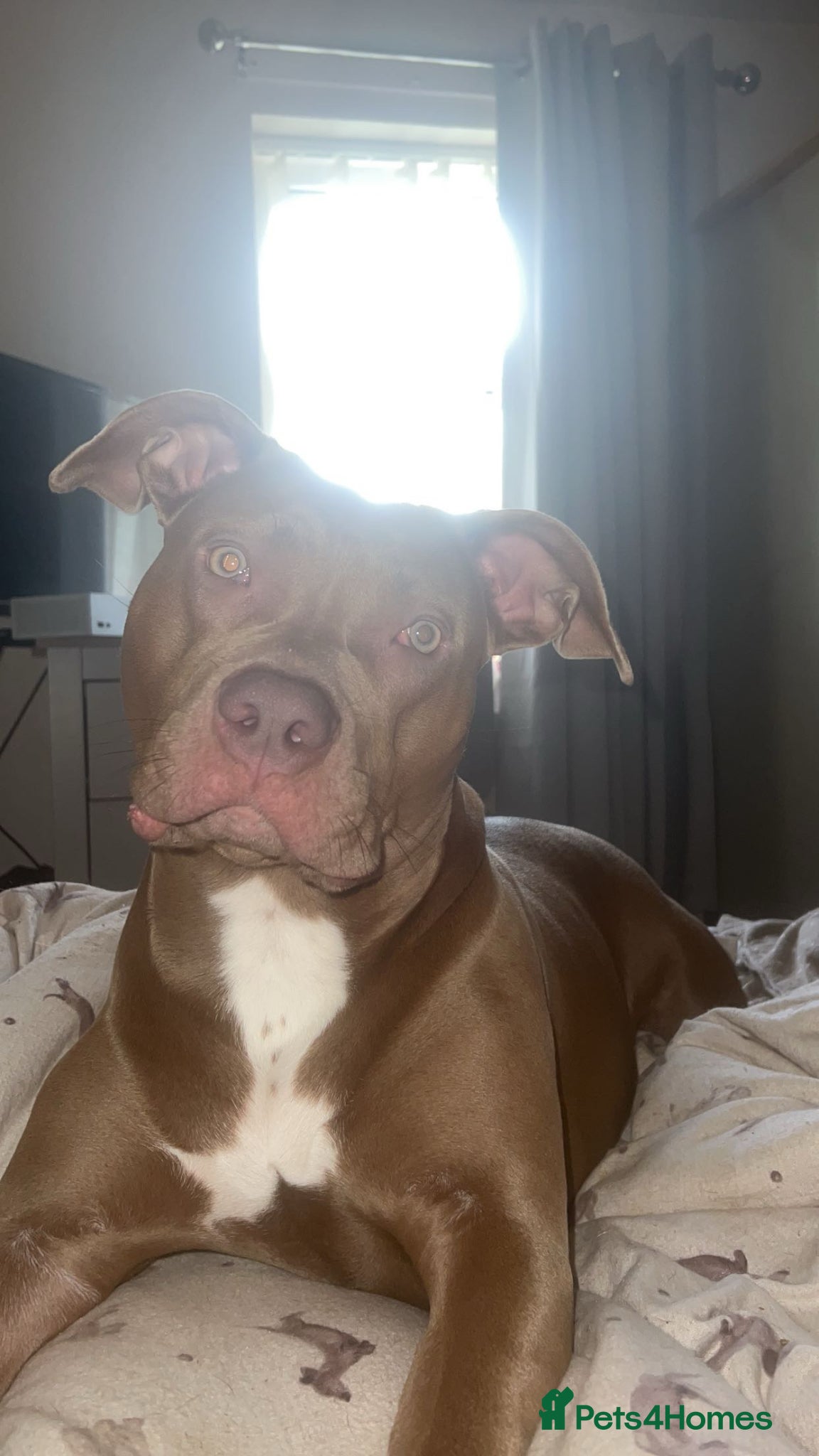 Mixed Breed dogs     Bully Mix Looking for Experienced Home - Advert 10