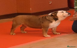 English Bulldog dogs for sale: Kc reg Stunning show quality pup  - Image 5