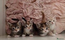 Maine Coon cats for sale: Mainecoon kittens  - Image 2