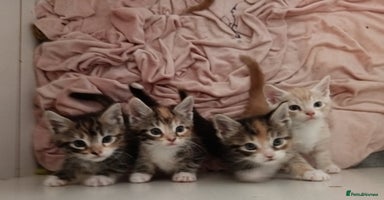 Maine Coon cats - Advert 6