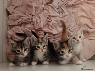 Maine Coon cats Mainecoon kittens - Advert 5