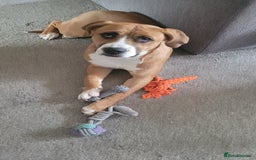 Mixed Breed dogs for sale: Millie to be rehomed - Image 4