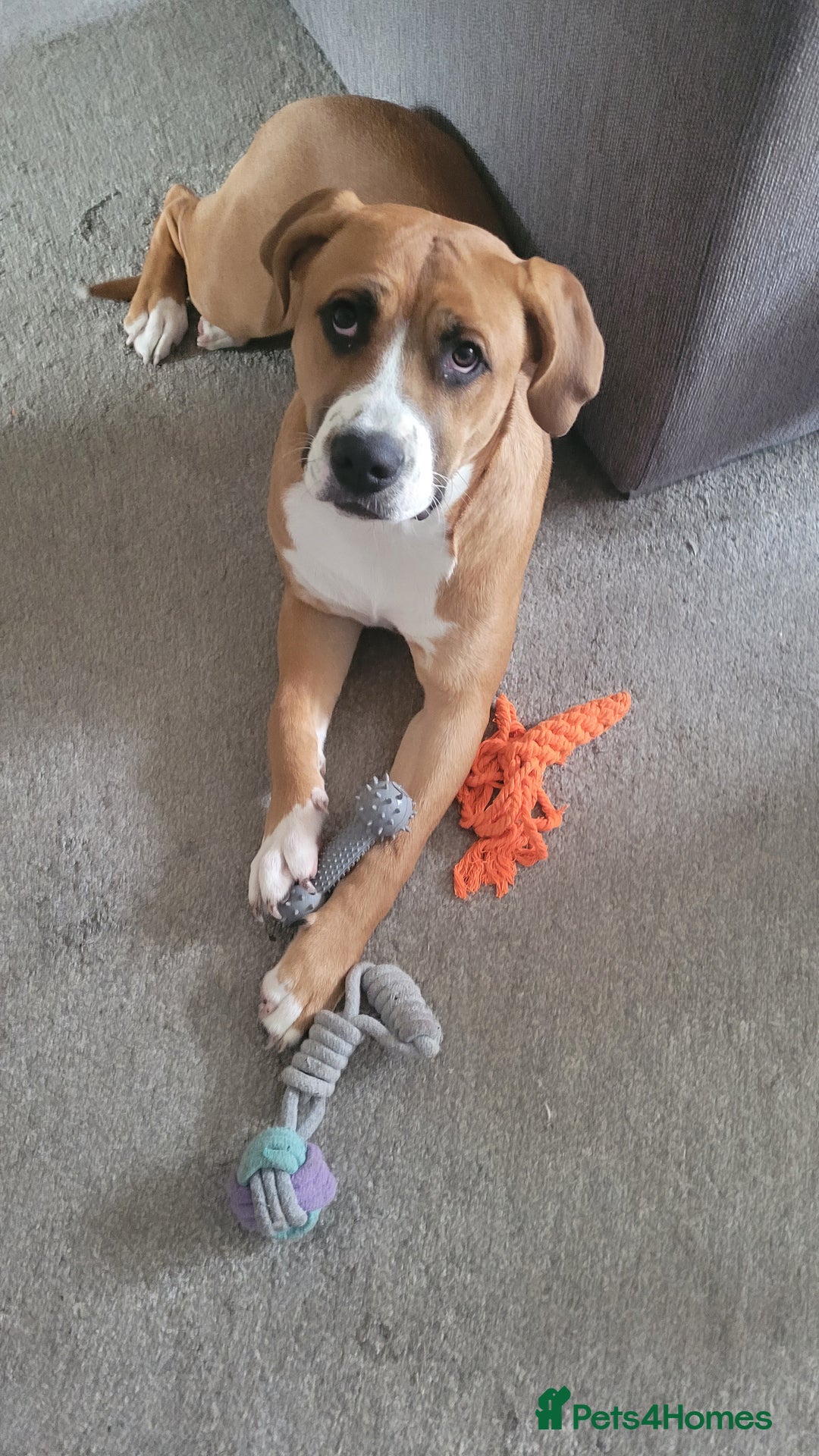 Mixed Breed dogs for sale: Millie to be rehomed - Image 4