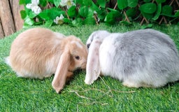 French Lop rabbits for sale: PURE Giant French Lops - Vaccinated - RESERVE - Image 14