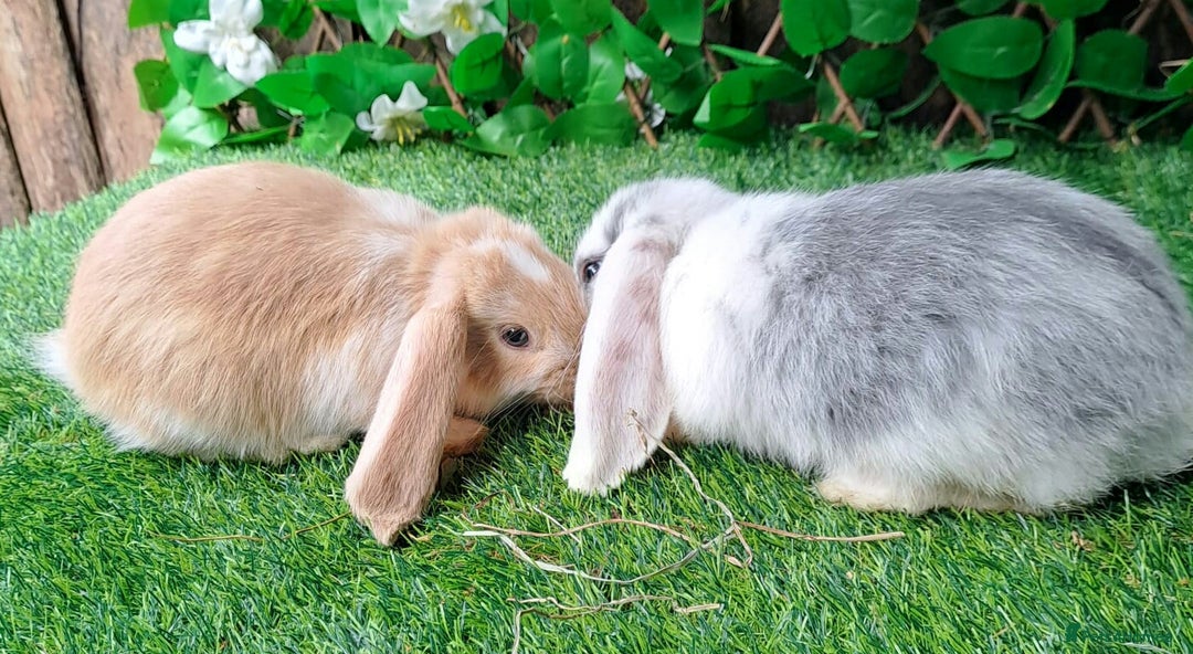 French Lop rabbits for sale: PURE Giant French Lops - Vaccinated - RESERVE - Image 14