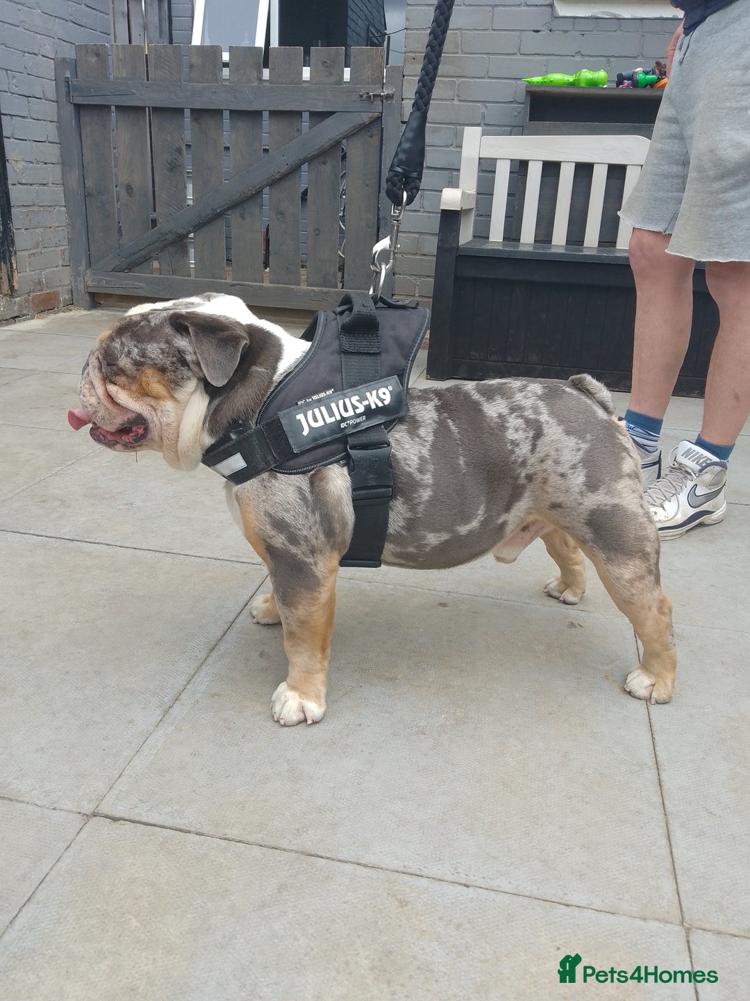 Olde English Bulldogge dogs for stud: bulldog for stud - Image 7