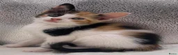 Mixed Breed cats for sale: Stunning mixture of kittens - Advert 26